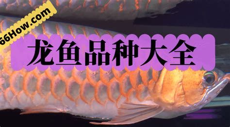 26度水溫對龍魚有哪些具體好處？，26度水溫對龍魚的健康和行為有著至關重要的影響 26度水溫對龍魚有哪些具體好處？，26度水溫對龍魚的健康和行為有著至關重要的影響 斯巴沃紅龍魚 第2張