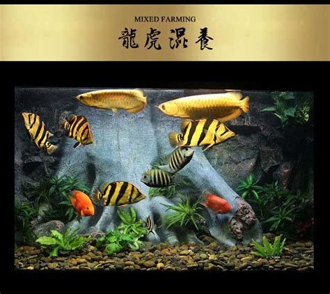 印尼四紋虎，印尼四紋虎，《印尼四紋虎》是一部描繪印度尼西亞歷史與文化的小說 印尼四紋虎，印尼四紋虎，《印尼四紋虎》是一部描繪印度尼西亞歷史與文化的小說 廣州正大漁場 第2張