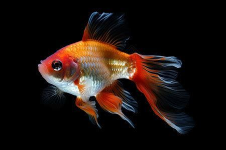 檸檬鯽，檸檬鯽魚的養殖方法