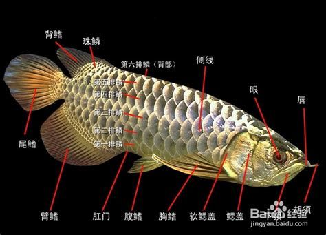 龍魚的身體部位圖解，龍魚的身體部位圖解，你知道多少？
