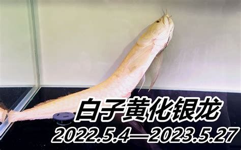 紅化白子銀龍，紅化白子銀龍魚是觀賞魚愛好者心中的“珍品”與“練手龍”