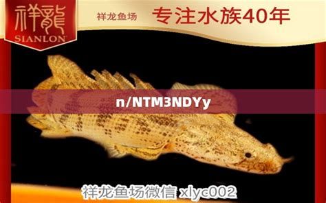 紅化白子銀龍，紅化白子銀龍魚是觀賞魚愛好者心中的“珍品”與“練手龍”