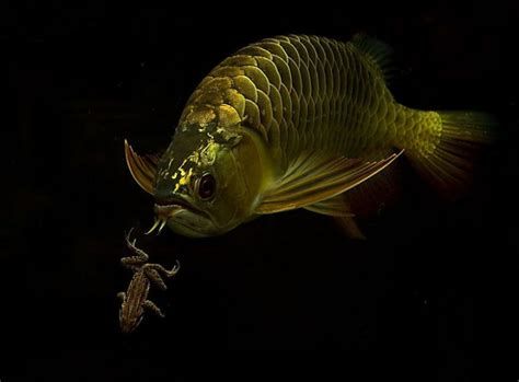 龍魚升溫治療期間需要喂食嗎？，龍魚升溫治療期間是否需要喂食，取決于多種因素，