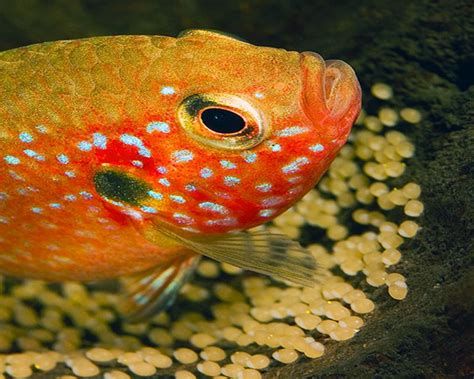 赤荔鳳冠魚，赤荔鳳冠魚是一種適合中級養魚愛好者愛好者飼養的觀賞魚
