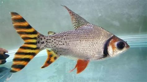有哪些魚和龍魚搭配顯得高檔？，如何選擇高檔龍魚缸？