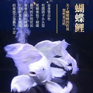 有哪些魚和龍魚搭配顯得高檔？，如何選擇高檔龍魚缸？ 有哪些魚和龍魚搭配顯得高檔？，如何選擇高檔龍魚缸？ 廣州正大漁場 第2張