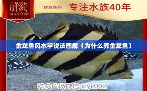 祥龍魚場高端龍魚，“祥龍魚場”高端龍魚養(yǎng)殖專題解讀祥瑞龍魚場 祥龍魚場高端龍魚，“祥龍魚場”高端龍魚養(yǎng)殖專題解讀祥瑞龍魚場 廣州正大漁場 第2張