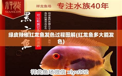 紅龍魚吃什么發色好？，紅龍魚發色好，吃什么，怎么吃