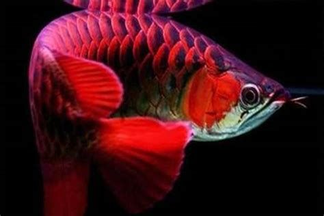 紅龍魚吃什么發色好？，紅龍魚發色好，吃什么，怎么吃