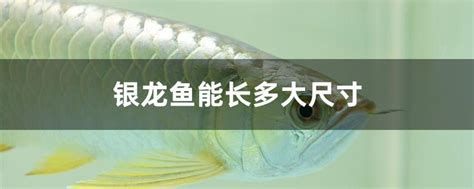哪些龍魚品種容易掉眼？，哪些龍魚品種容易掉眼