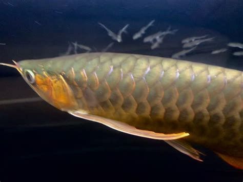 哪種方法對(duì)龍魚掉鱗最有效？，龍魚掉鱗怎么辦
