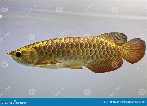 如何判斷金龍魚是否褪色？，如何判斷金龍魚是否褪色