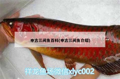 申古三間魚，巴西淡水觀賞魚市場上的一顆明星品種申古三間魚