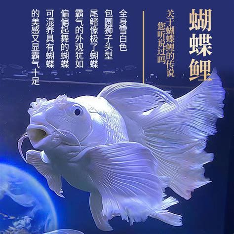 蝴蝶鯉，蝴蝶錦鯉的詳盡解析（約1000字） 蝴蝶鯉，蝴蝶錦鯉的詳盡解析（約1000字） 斯巴沃紅龍魚 第2張