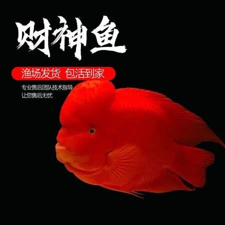紅面財神魚，關于紅面財神魚的詳盡解析