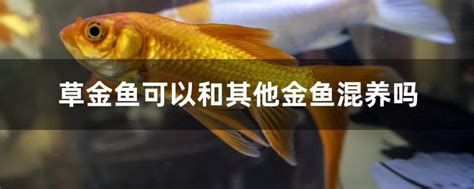 混養(yǎng)魚（配魚），混養(yǎng)魚（配魚）詳解指南 混養(yǎng)魚（配魚），混養(yǎng)魚（配魚）詳解指南 斯巴沃紅龍魚 第2張