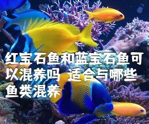 混養(yǎng)魚（配魚），混養(yǎng)魚（配魚）詳解指南 混養(yǎng)魚（配魚），混養(yǎng)魚（配魚）詳解指南 斯巴沃紅龍魚 第1張