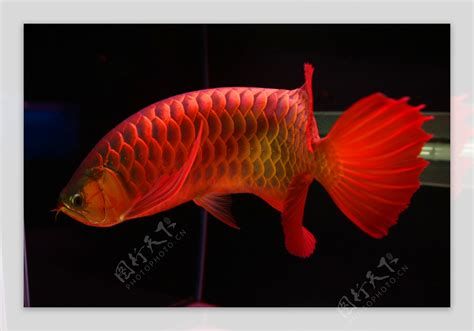 斯巴沃紅龍魚和普通紅龍魚有什么區別?,斯巴沃紅龍魚與普通紅龍魚在外觀上的主要區別在于體型 斯巴沃紅龍魚 第2張 斯巴沃紅龍魚和普通紅龍魚有什么區別?,斯巴沃紅龍魚與普通紅龍魚在外觀上的主要區別在于體型 斯巴沃紅龍魚和普通紅龍魚有什么區別?,斯巴沃紅龍魚與普通紅龍魚在外觀上的主要區別在于體型 斯巴沃紅龍魚 第2張