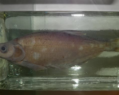 龍魚浮頭下鹽最簡單三個步驟圖片，龍魚浮頭下鹽是養殖龍魚時常見的一種處理方式，最簡單的三步走 龍魚浮頭下鹽最簡單三個步驟圖片，龍魚浮頭下鹽是養殖龍魚時常見的一種處理方式，最簡單的三步走 斯巴沃紅龍魚 第2張