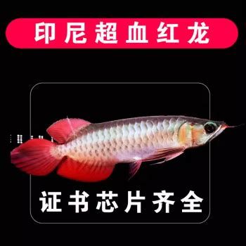 超血紅龍魚(yú)，超血紅龍魚(yú)的典型形態(tài)