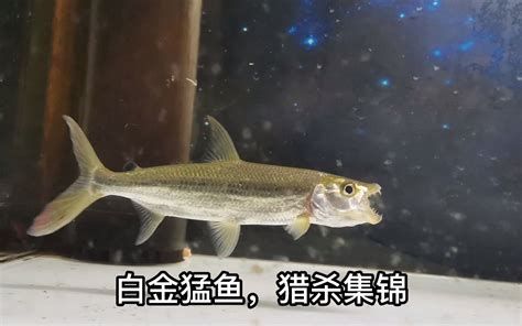 白金猛魚，捕食集錦，銀白色的終極掠食者，水族箱中的白金猛魚