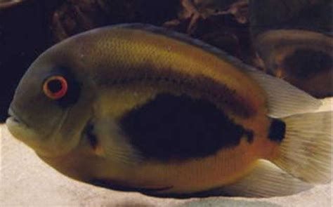 黑云魚，黑云魚典型體型與顏色變化示例：黑云魚典型體型與顏色變化