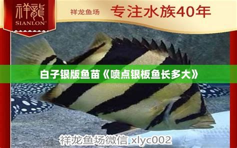 白子關(guān)刀魚，白子關(guān)刀魚是一種美麗且廣受觀賞愛好者喜愛的熱帶海水魚