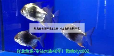 斯巴沃紅龍魚值不值得買，斯巴沃紅龍魚怎么樣