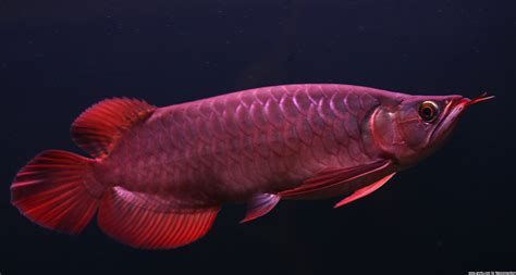斯巴沃紅龍魚怎么養?對水質有什么要求?,斯巴沃紅龍魚養殖指南 廣州正大漁場 第2張 斯巴沃紅龍魚怎么養?對水質有什么要求?,斯巴沃紅龍魚養殖指南 斯巴沃紅龍魚怎么養?對水質有什么要求?,斯巴沃紅龍魚養殖指南 廣州正大漁場 第2張