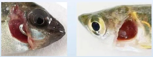 如何判斷龍魚(yú)是否感染細(xì)菌或真菌？，龍魚(yú)感染細(xì)菌或真菌的診斷