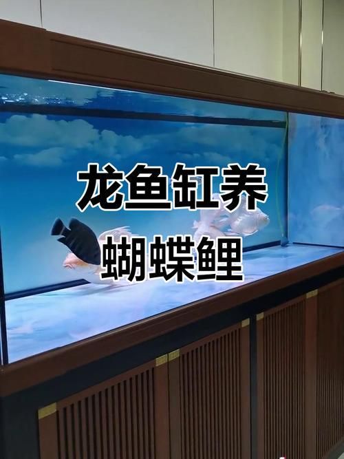 龍魚缸的長(zhǎng)度建議是多少,龍魚缸的長(zhǎng)度建議是多少, 龍魚百科 第8張 龍魚缸的長(zhǎng)度建議是多少,龍魚缸的長(zhǎng)度建議是多少, 龍魚缸的長(zhǎng)度建議是多少,龍魚缸的長(zhǎng)度建議是多少, 龍魚百科 第8張