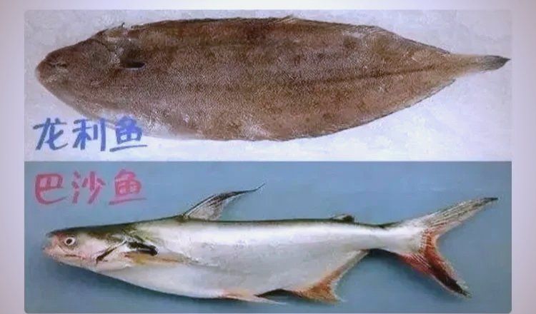 如何區分真假龍利魚 如何區分真假龍利魚 龍魚百科 第10張