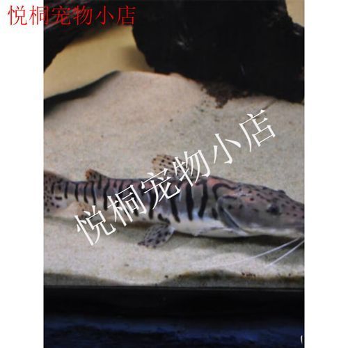 鴨嘴鯊魚的價格是多少？，鴨嘴鯊魚價格因地區和市場而異，每公斤100美元之間 鴨嘴鯊魚的價格是多少？，鴨嘴鯊魚價格因地區和市場而異，每公斤100美元之間 龍魚百科 第4張
