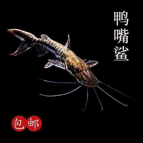 鴨嘴鯊魚的價格是多少？，鴨嘴鯊魚價格因地區和市場而異，每公斤100美元之間 鴨嘴鯊魚的價格是多少？，鴨嘴鯊魚價格因地區和市場而異，每公斤100美元之間 龍魚百科 第3張