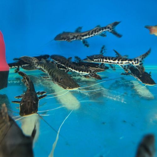 鴨嘴鯊魚的價格是多少？，鴨嘴鯊魚價格因地區和市場而異，每公斤100美元之間 鴨嘴鯊魚的價格是多少？，鴨嘴鯊魚價格因地區和市場而異，每公斤100美元之間 龍魚百科 第2張