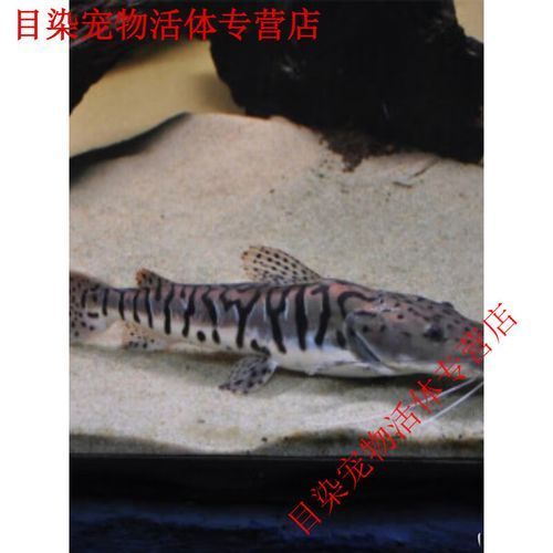 鴨嘴鯊魚的價格是多少？，鴨嘴鯊魚價格因地區和市場而異，每公斤100美元之間 鴨嘴鯊魚的價格是多少？，鴨嘴鯊魚價格因地區和市場而異，每公斤100美元之間 龍魚百科 第5張