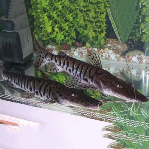 鴨嘴鯊魚的價格是多少？，鴨嘴鯊魚價格因地區和市場而異，每公斤100美元之間 鴨嘴鯊魚的價格是多少？，鴨嘴鯊魚價格因地區和市場而異，每公斤100美元之間 龍魚百科 第6張