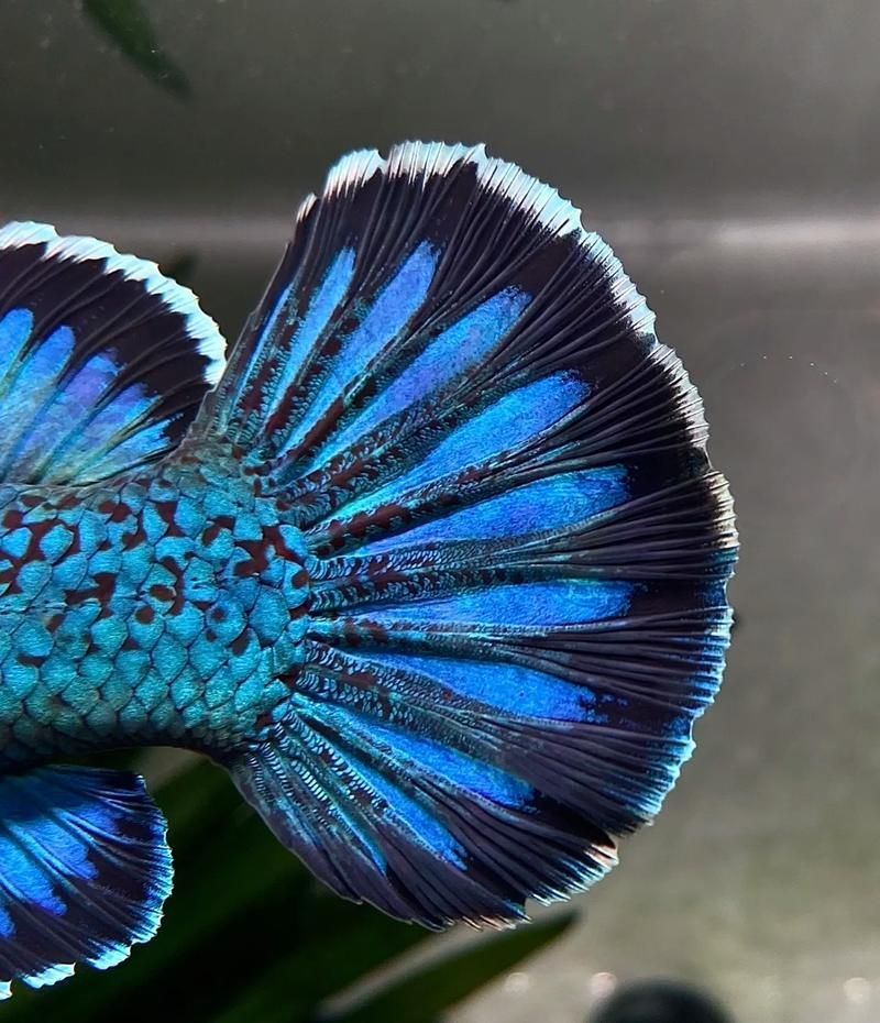 冷水雷龍魚哪個品種最受歡迎?,冷水雷龍魚哪個品種最受歡迎 龍魚百科 第13張 冷水雷龍魚哪個品種最受歡迎?,冷水雷龍魚哪個品種最受歡迎 冷水雷龍魚哪個品種最受歡迎?,冷水雷龍魚哪個品種最受歡迎 龍魚百科 第13張