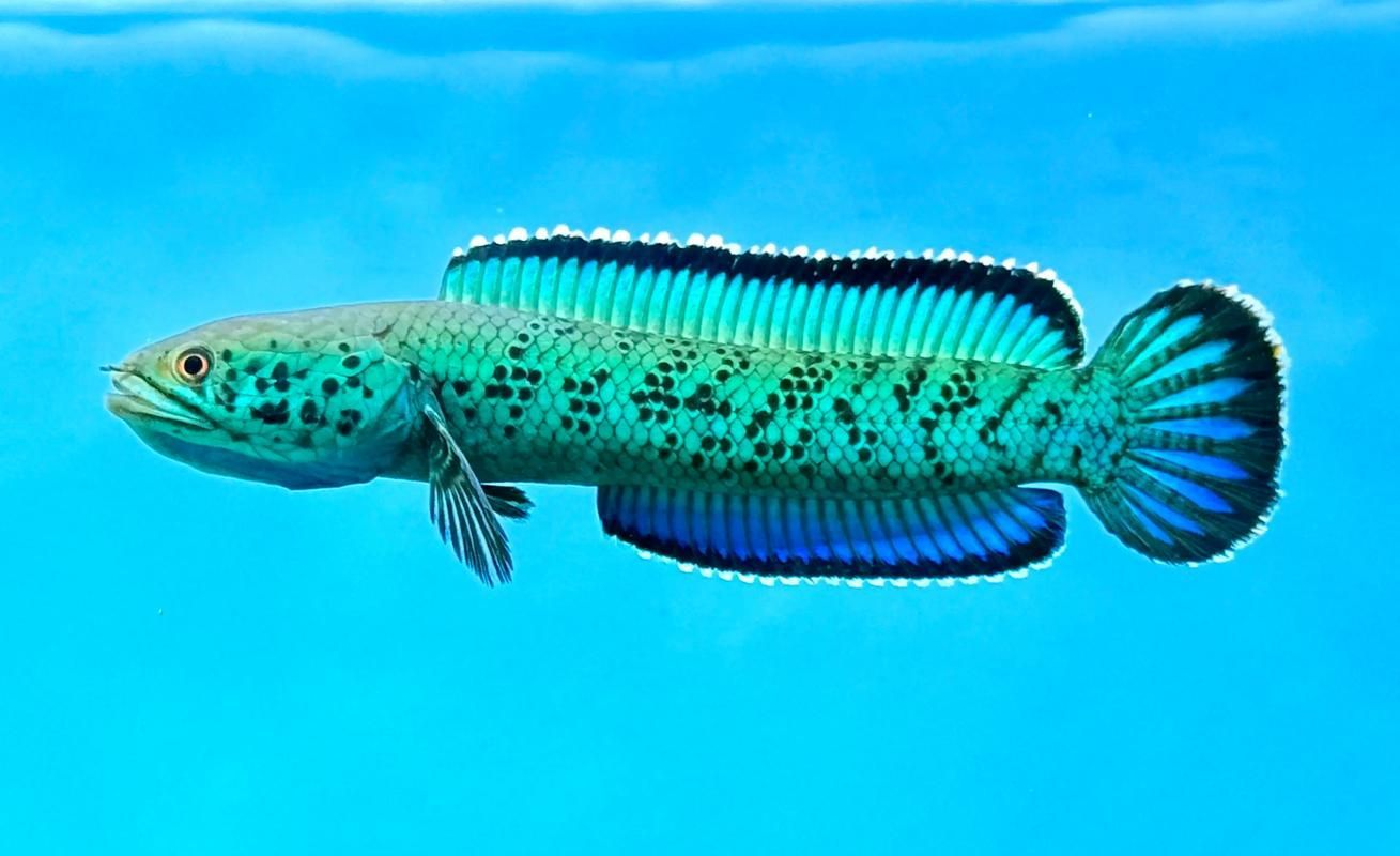 冷水雷龍魚哪個品種最受歡迎?,冷水雷龍魚哪個品種最受歡迎 龍魚百科 第12張 冷水雷龍魚哪個品種最受歡迎?,冷水雷龍魚哪個品種最受歡迎 冷水雷龍魚哪個品種最受歡迎?,冷水雷龍魚哪個品種最受歡迎 龍魚百科 第12張