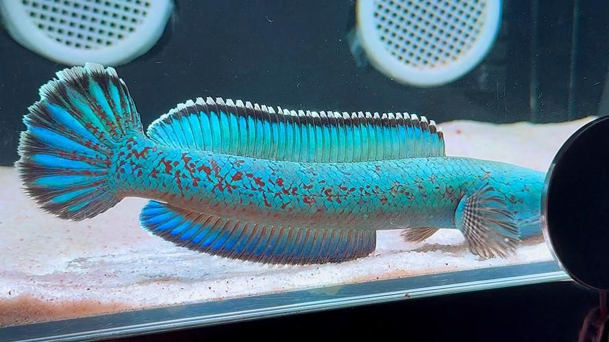 冷水雷龍魚哪個品種最受歡迎?,冷水雷龍魚哪個品種最受歡迎 龍魚百科 第11張 冷水雷龍魚哪個品種最受歡迎?,冷水雷龍魚哪個品種最受歡迎 冷水雷龍魚哪個品種最受歡迎?,冷水雷龍魚哪個品種最受歡迎 龍魚百科 第11張