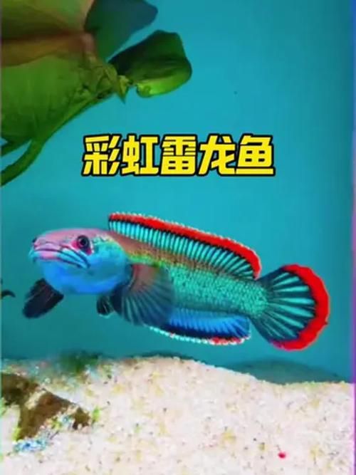 冷水雷龍魚哪個品種最受歡迎?,冷水雷龍魚哪個品種最受歡迎 龍魚百科 第7張 冷水雷龍魚哪個品種最受歡迎?,冷水雷龍魚哪個品種最受歡迎 冷水雷龍魚哪個品種最受歡迎?,冷水雷龍魚哪個品種最受歡迎 龍魚百科 第7張
