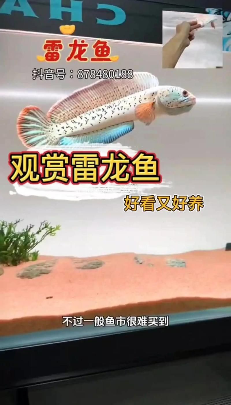 冷水雷龍魚哪個品種最受歡迎？，冷水雷龍魚哪個品種最受歡迎 冷水雷龍魚哪個品種最受歡迎？，冷水雷龍魚哪個品種最受歡迎 龍魚百科 第14張