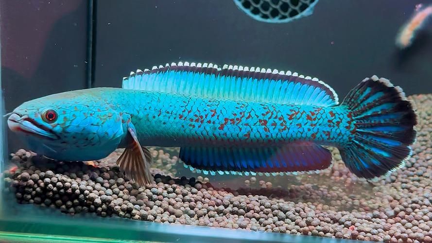 冷水雷龍魚哪個品種最受歡迎?,冷水雷龍魚哪個品種最受歡迎 龍魚百科 第8張 冷水雷龍魚哪個品種最受歡迎?,冷水雷龍魚哪個品種最受歡迎 冷水雷龍魚哪個品種最受歡迎?,冷水雷龍魚哪個品種最受歡迎 龍魚百科 第8張