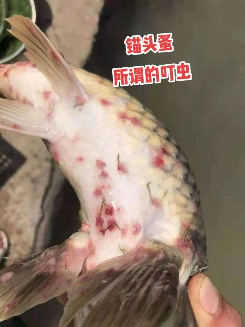 錦鯉寄生蟲感染如何預防，錦鯉寄生蟲感染如何預防用戶要求詳解1000字和配圖