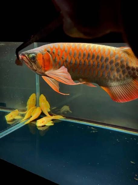 如何區分大湖紅龍的品質,大湖紅龍如何鑒別 龍魚百科 第12張 如何區分大湖紅龍的品質,大湖紅龍如何鑒別 如何區分大湖紅龍的品質,大湖紅龍如何鑒別 龍魚百科 第12張