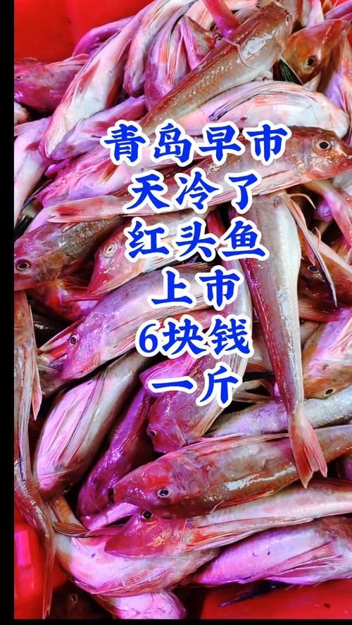 紅頭利魚的價格是多少？，紅頭利魚價格是多少紅頭利魚的價格是多少紅頭利魚的價格是多少 紅頭利魚的價格是多少？，紅頭利魚價格是多少紅頭利魚的價格是多少紅頭利魚的價格是多少 龍魚百科 第1張