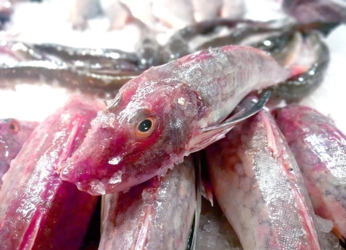 紅頭利魚的價格是多少？，紅頭利魚價格是多少紅頭利魚的價格是多少紅頭利魚的價格是多少 紅頭利魚的價格是多少？，紅頭利魚價格是多少紅頭利魚的價格是多少紅頭利魚的價格是多少 龍魚百科 第2張