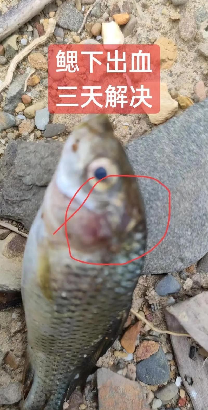 如何判斷魚鰭發(fā)紅充血的原因，如何判斷魚鰭發(fā)紅充血