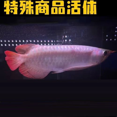 推薦一些高品質的紅龍魚苗，如何挑選高品質的紅龍魚苗 推薦一些高品質的紅龍魚苗，如何挑選高品質的紅龍魚苗 龍魚百科 第6張