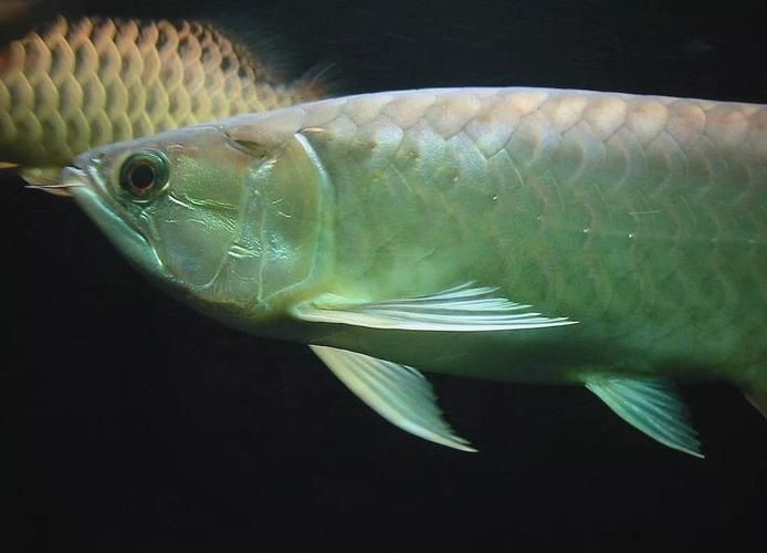 能提供更多龍魚品種的圖片嗎？，常見的龍魚品種對照表，能提供更多龍魚品種的圖片嗎 能提供更多龍魚品種的圖片嗎？，常見的龍魚品種對照表，能提供更多龍魚品種的圖片嗎 龍魚百科 第11張
